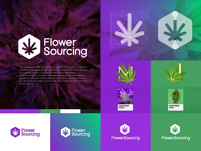 FS Branding LOGO branding branding and identity branding concept font design gradient color hexagon hexagon logo logo logotype marijuana