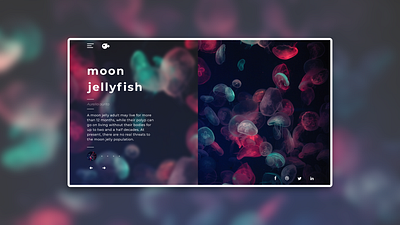 Sealife adobe photoshop adobexd design jellyfish sealife ui uidesign uxui webdesign website webui webuiuxdesign