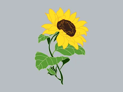 Sunflower design drawing flower flower illustration flowers graphic illustration illustrator plant plant illustration plants sunflower vector