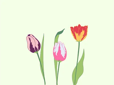 Tulips design drawing flower flower illustration flowers graphic illustration illustrator plant plant illustration plants tulip tulips vector