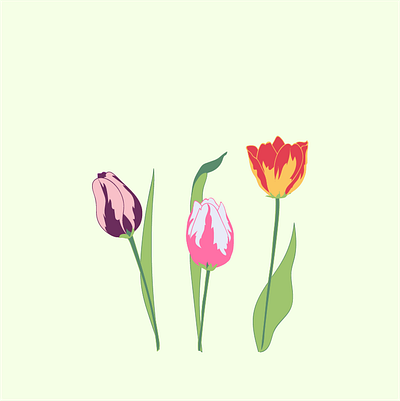 Tulips design drawing flower flower illustration flowers graphic illustration illustrator plant plant illustration plants tulip tulips vector