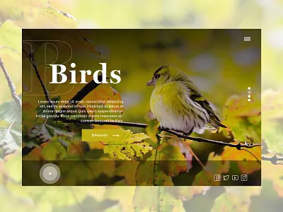 Birds Landing Page bird design inspiration landing page concept ui web website