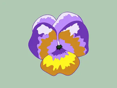 Viola design drawing flower flower illustration flowers graphic illustration illustrator plant plant illustration plants vector viola