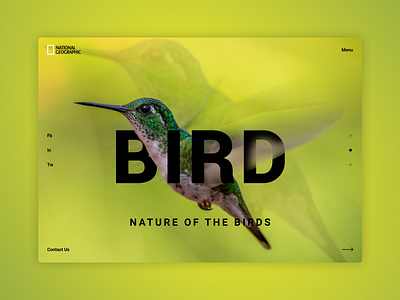 National Geographic Landing bird bright color concept design dribbble green hummingbird landing landing page design mainpage national geographic nature popular site design top tree trend 2019 ui web webdesign