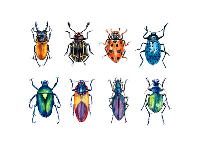 Beetles animal beetles branding color design draw drawing illustration logo pet watercolor watercolor art