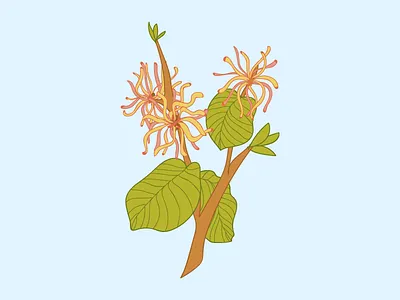 Witch Hazel design drawing flower flower illustration flowers graphic illustration palnt plant illustration plants tree tree illustration trees vector witch hazel