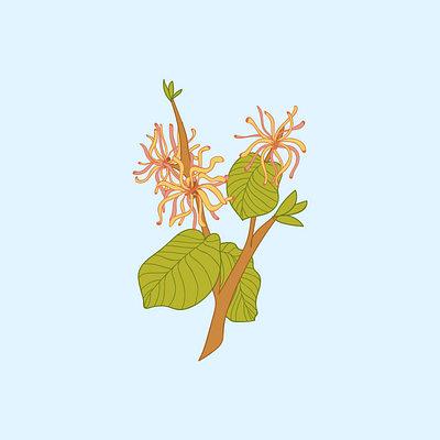 Witch Hazel design drawing flower flower illustration flowers graphic illustration palnt plant illustration plants tree tree illustration trees vector witch hazel