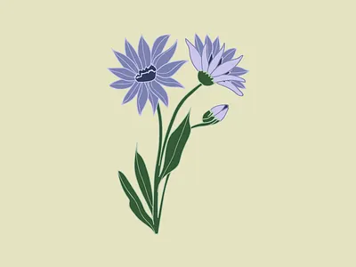 Xeranthemum design drawing flower flower illustration flowers graphic illustration illustrator plant plant illustration plants vector xeranthemum