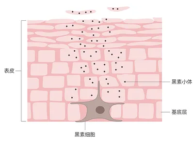 melanocyte illustration