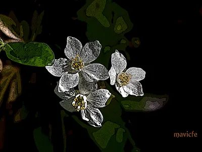 Three White Flowers background blossom bright closeup dark decorative design digital art flora flowers garden graphic art illustration mavicfe nature painting petals photoshop wallpaper white