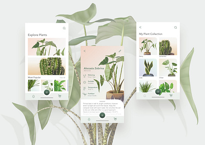 Plant UI/UX Concept adobe xd app application application ui graphic design plant uiux user experience user interface web