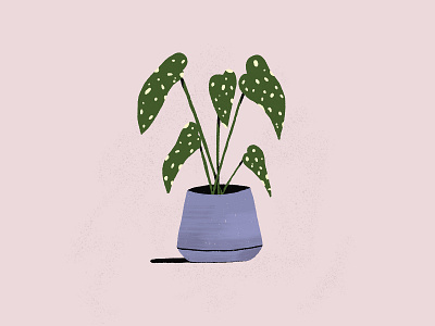 POLKA DOT PLANT dot plant polka