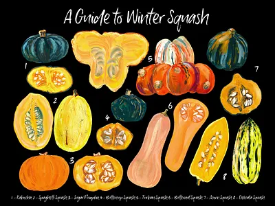 A Guide to Winter Squash Poster color food gouache hand drawn orange poster pumpkin seeds squash winter