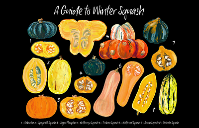 A Guide to Winter Squash Poster color food gouache hand drawn orange poster pumpkin seeds squash winter