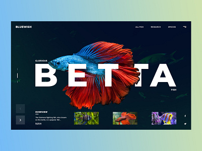 BLUEWISH Banner Design banner beach betta fish colorful design fish fishes fishing flat gradient homepage illustration minimal sea underwater water