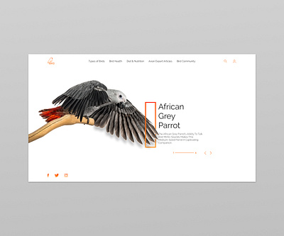 Bird appdesign art behance bhfyp bird birds creative design designinpiration dribbble graphic design illustrator ui uiux userexperience userinterface ux uxdesign webdesign webdesigner