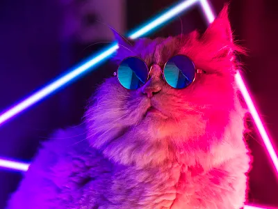 Cool Cat 80s awesome cat cool designer disco futuristic neon neon light neon lights neons neonsign new retro wave photography sunglasses