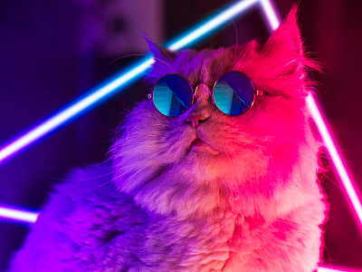 Cool Cat 80s awesome cat cool designer disco futuristic neon neon light neon lights neons neonsign new retro wave photography sunglasses