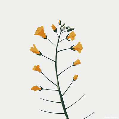 Yellow Flowers flowers flowers illustration illustration ipadpro procreate wildflowers yellow