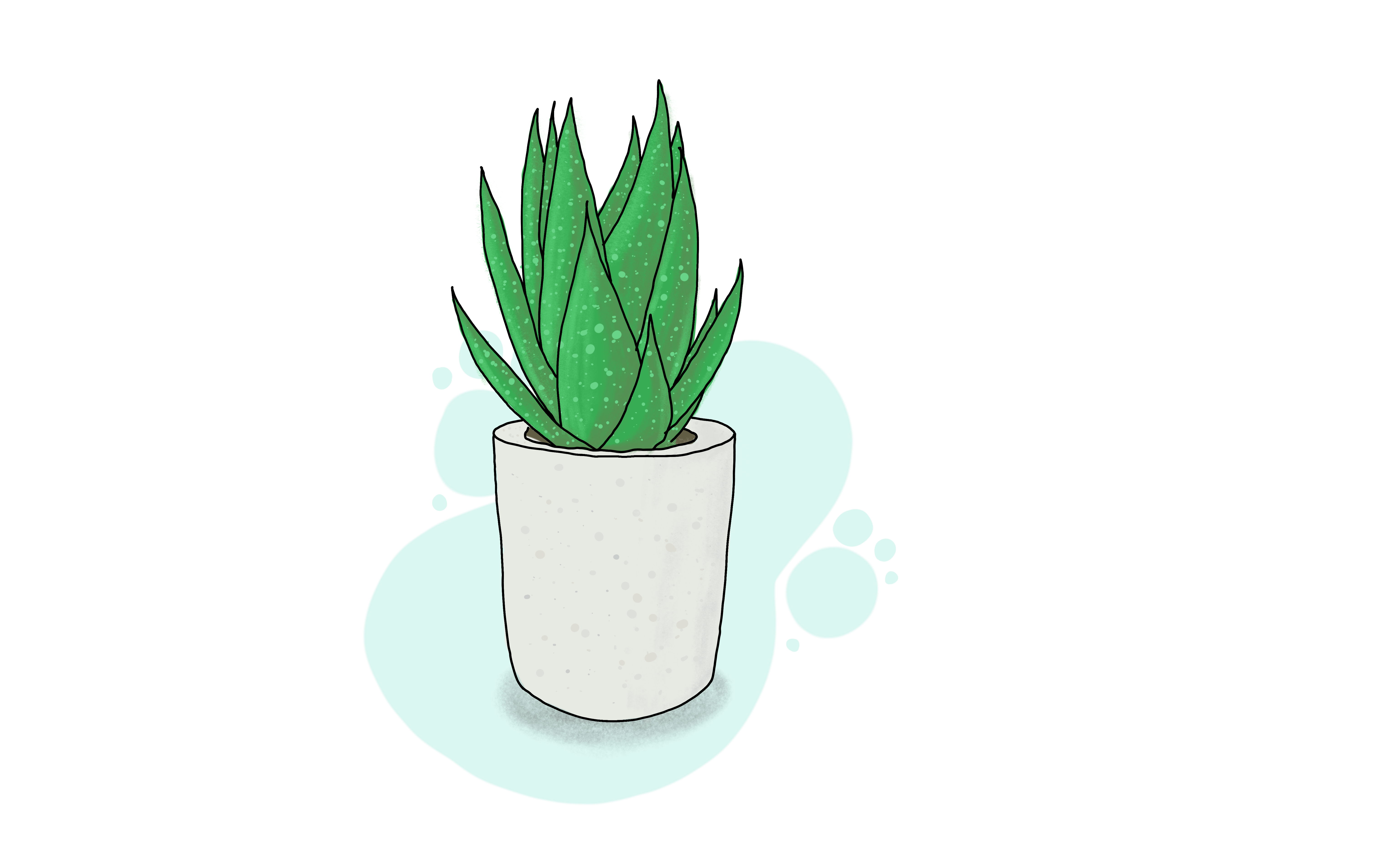 Example of Aloe plant