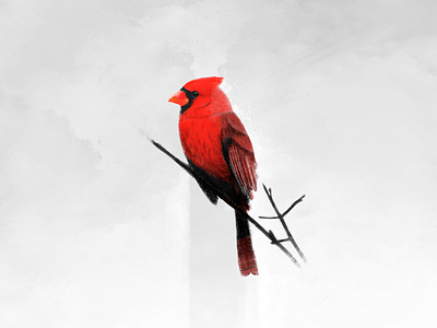 Winter Cardinal