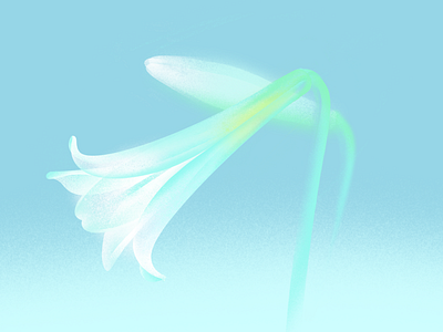 Easter lilies easter lily flower illustration