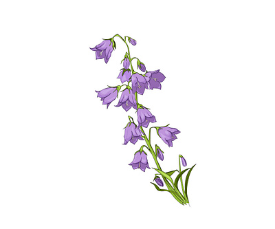 Vector drawing bell flowers bell botanical design flower illustration vector