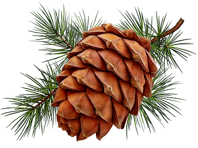 Cedar • Stolnaya cedar cone food illustration package packaging