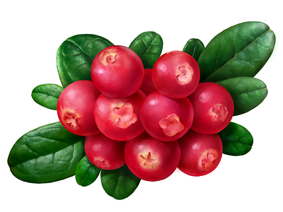 Lingonberry • Stolnaya food fruit illustration lingonberry package packaging