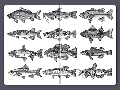 Fish • Sketchbook blackandwhite dotwork drawing fish illustration ink lineart moleskine sketchbook