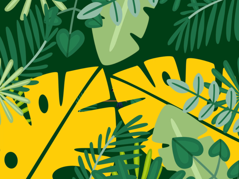 Toucan after effects animation aftereffects animation 2d motiongraphics