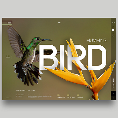 Humming Bird UI art bird humming bird nature photograhy screendesign uiux webdesign webdesigner webdesigns