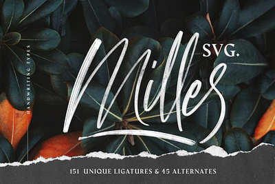 Milles Svg - Unique Handwriting Font design font font design fonts graphic design handlettering handwriting handwriting font handwriting fonts lettering logo font script script font svg svg font svg logo svg typeface typeface typefaces typography
