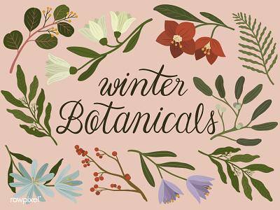 Winter Botanicals botanical illustration calligraphy drawing flowers flowers illustration graphic illustration ipadpro procreate tropical vintage vintageillustration