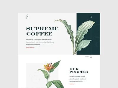Supreme Coffee Website Concept adobe xd botanical branding coffee design illustration mockup ui ui ux design ux vector