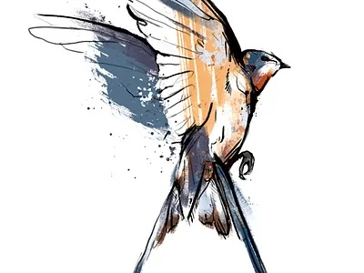 martin animal art bird bird illustration colour colour and lines editorial fashion ink martin swallows switzerland watercolour