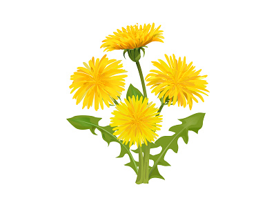 dandelion flowers dandelion florals flower flowers green illustration art nature nature natural natuyre oils organic organics outdoor yellow
