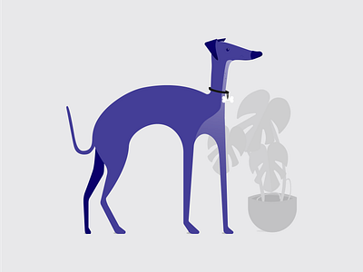 Zhu and his plant blue digital illustration flat design greyhound illustration illustration digital illustrator italian greyhound purple vector