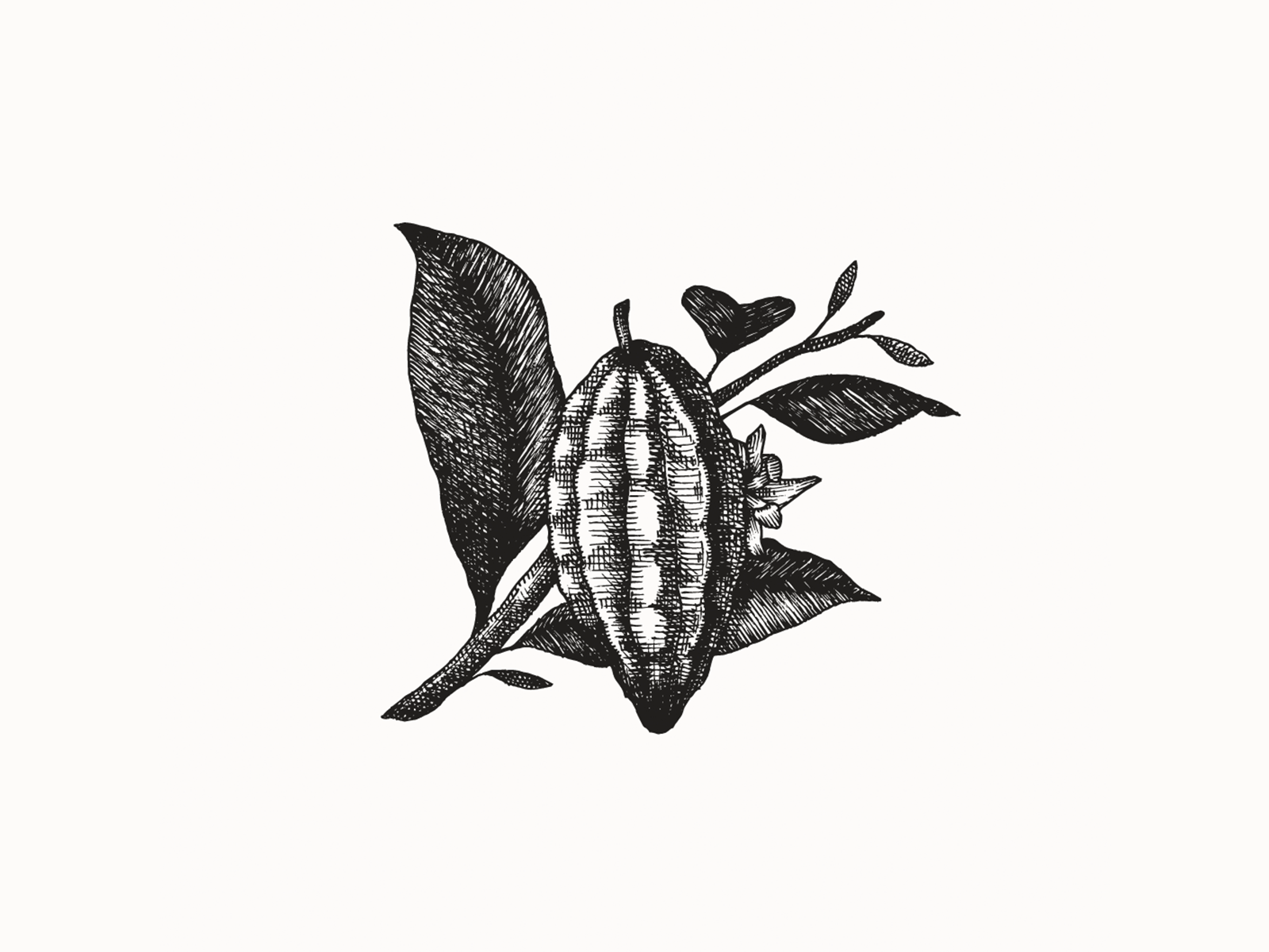 Botanical illustrations beverage branding botanical botanical illustration branding cacao coffee bag design coffee brand merchandise coffee branding coffee packaging coffee roaster branding drink packaging drinks branding food packaging design fruit heritage hospitality illustration merchandise design poster design vintage