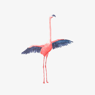 flamingo illustraion watercolor