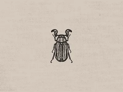 June Beetle beetle entomology illustration insect vector