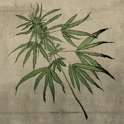 Hand Drawn Cannabis Plant Illustrations branding cannabis cannabis design cannabis oil cannabis packaging cbd cbd logo hand drawn hemp illustration line art linework marijuana medical natural oil pencil pencil sketch print design sketch