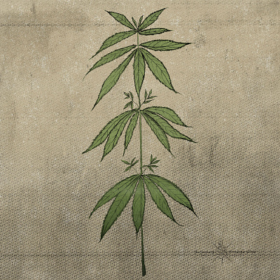 Hand Drawn Cannabis Plant Illustrations branding cannabis cannabis oil cannabis packaging cbd cbd logo design hand drawn hemp illustration line art linework marijuana medical natural oil pencil pencil sketch print design sketch