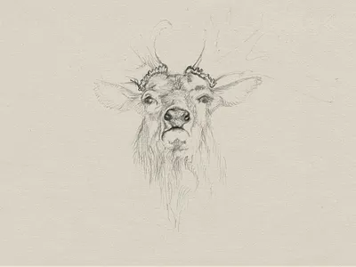 Deer sketch antler deer drawing hand drawn illustration pencil sketch wildlife