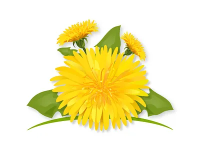 Dandelion flowers dandelion floral flower natural nature organic