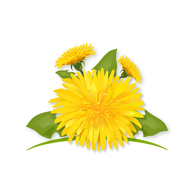 Dandelion flowers dandelion floral flower natural nature organic