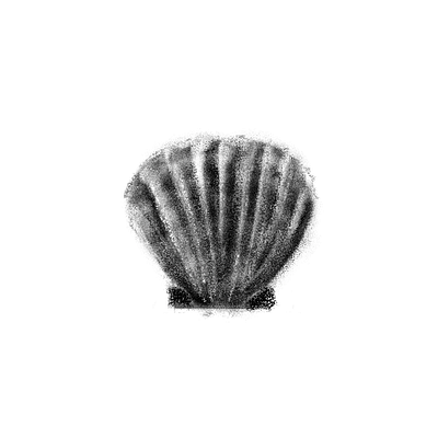 Shell illustration photoshop study