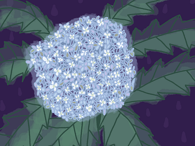 Hydrangea floral hydrangea illustration