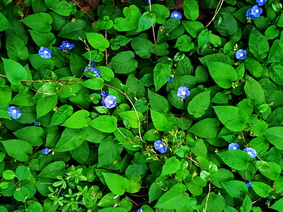 Green wall background eco friendly flowers go green greenery landscape nature nature photography photography photos save the planet wall plant wallpapers