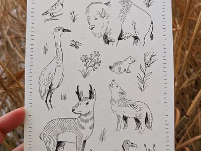 Great Plains animals animal art animals art drawing hand drawn illustration ink